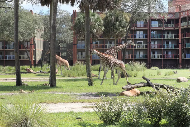 Giraffes on the savanna in front of the Kidani Village building at Disney's Animal Kingdom Lodge